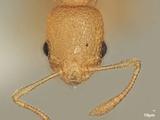 Cardiocondyla subspina specimen ANTWEB1048540 image antweb1048540_2