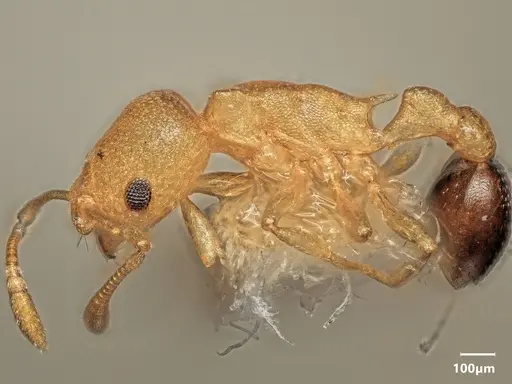 Cardiocondyla subspina specimen ANTWEB1048540 image antweb1048540_4