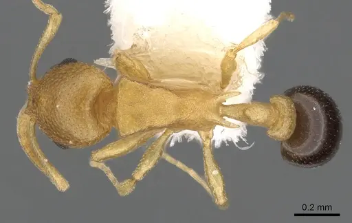 Cardiocondyla subspina specimen CASENT0901760 image casent0901760_1