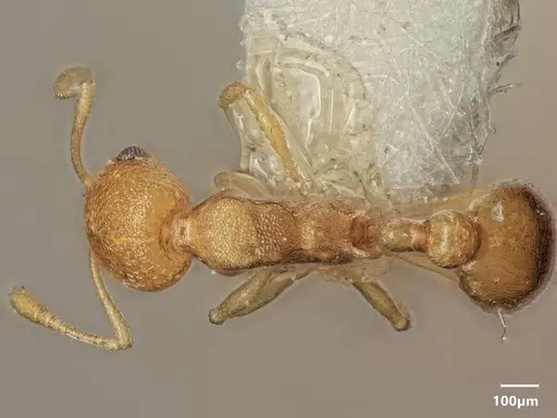 Cardiocondyla sulcata specimen ANTWEB1048541 image antweb1048541_1