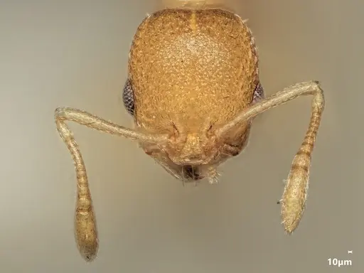 Cardiocondyla sulcata specimen ANTWEB1048541 image antweb1048541_2