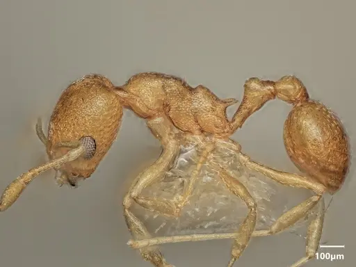 Cardiocondyla sulcata specimen ANTWEB1048541 image antweb1048541_4