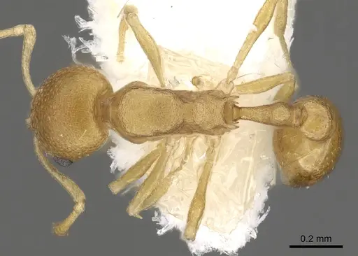 Cardiocondyla sulcata specimen CASENT0901765 image casent0901765_1