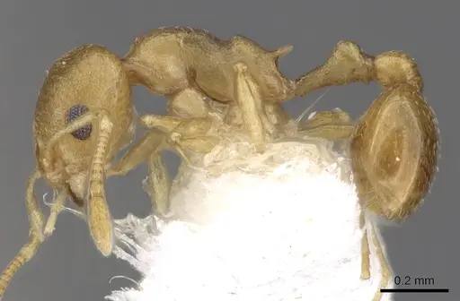 Cardiocondyla sulcata specimen CASENT0901765 image casent0901765_3