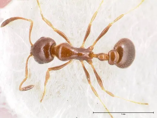 Cardiocondyla tenuifrons specimen FOCOL0729 image focol0729_1