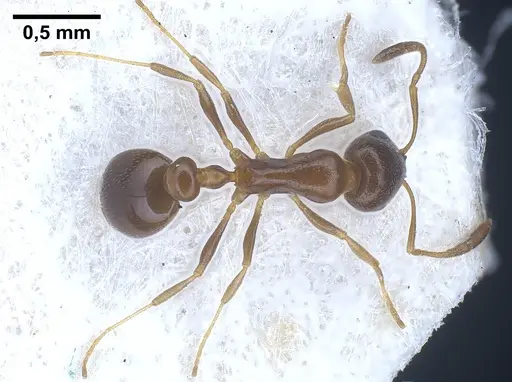Cardiocondyla tenuifrons specimen FOCOL0729 image focol0729_2