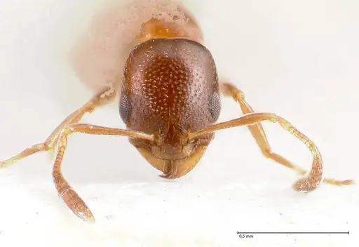 Cardiocondyla tenuifrons specimen FOCOL0729 image focol0729_3