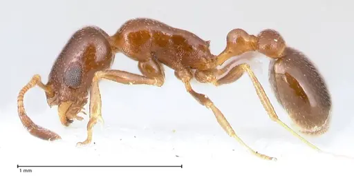 Cardiocondyla tenuifrons specimen FOCOL0729 image focol0729_5