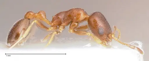 Cardiocondyla tenuifrons specimen FOCOL0729 image focol0729_6