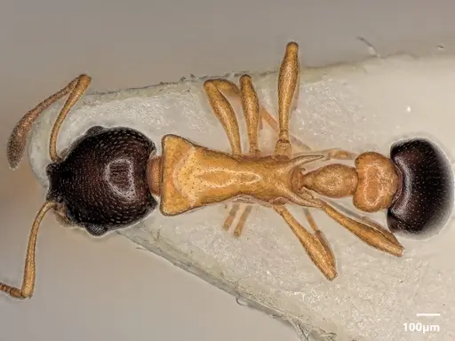 Cardiocondyla thoracica specimen ANTWEB1048542 image antweb1048542_1