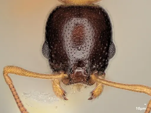 Cardiocondyla thoracica specimen ANTWEB1048542 image antweb1048542_2
