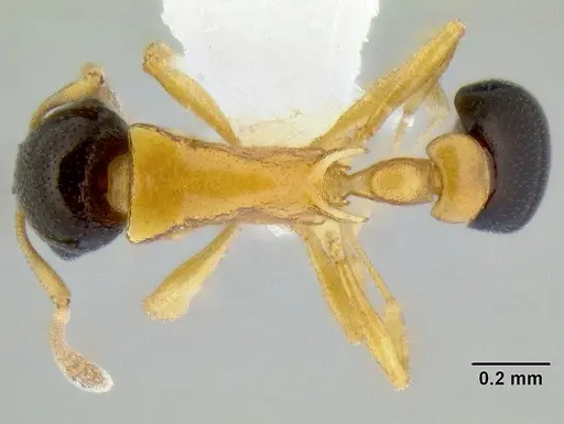 Cardiocondyla thoracica specimen CASENT0106252 image casent0106252_1