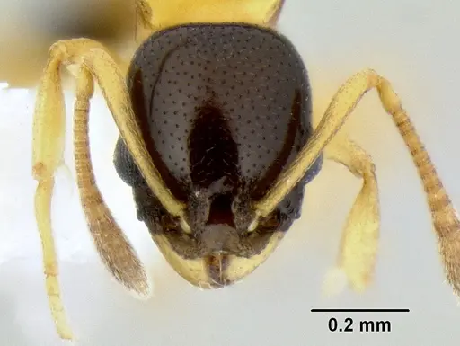 Cardiocondyla thoracica specimen CASENT0106252 image casent0106252_2
