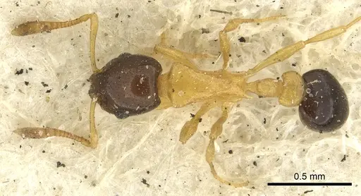 Cardiocondyla thoracica specimen CASENT0901412 image casent0901412_1