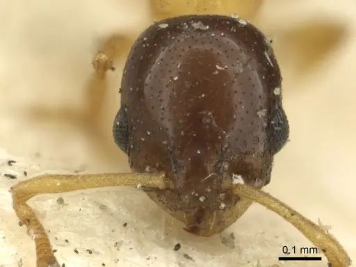 Cardiocondyla thoracica specimen CASENT0901412 image casent0901412_2