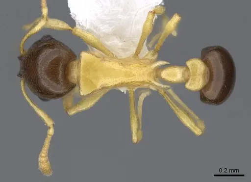 Cardiocondyla thoracica specimen CASENT0914970 image casent0914970_1