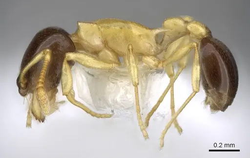 Cardiocondyla thoracica specimen CASENT0914970 image casent0914970_3