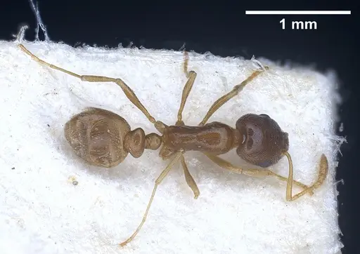 Cardiocondyla tibetana specimen ANTWEB1041252 image antweb1041252_1
