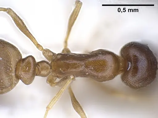 Cardiocondyla tibetana specimen ANTWEB1041252 image antweb1041252_2