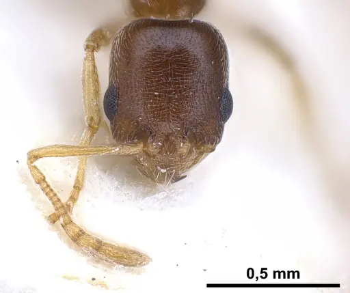 Cardiocondyla tibetana specimen ANTWEB1041252 image antweb1041252_3