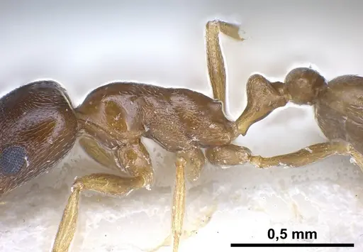 Cardiocondyla tibetana specimen ANTWEB1041252 image antweb1041252_5