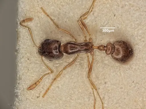 Cardiocondyla tibetana specimen ANTWEB1048543 image antweb1048543_1