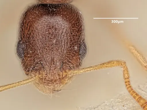 Cardiocondyla tibetana specimen ANTWEB1048543 image antweb1048543_2