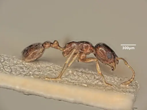 Cardiocondyla tibetana specimen ANTWEB1048543 image antweb1048543_4