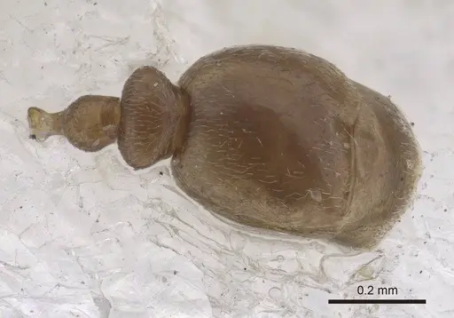 Cardiocondyla tibetana specimen CASENT0919737 image casent0919737_2
