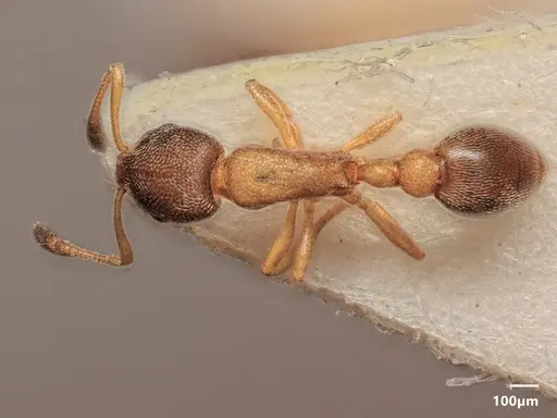 Cardiocondyla tjibodana specimen ANTWEB1048544 image antweb1048544_1