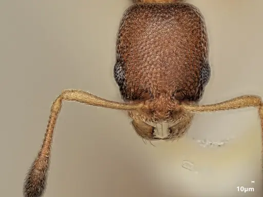 Cardiocondyla tjibodana specimen ANTWEB1048544 image antweb1048544_2