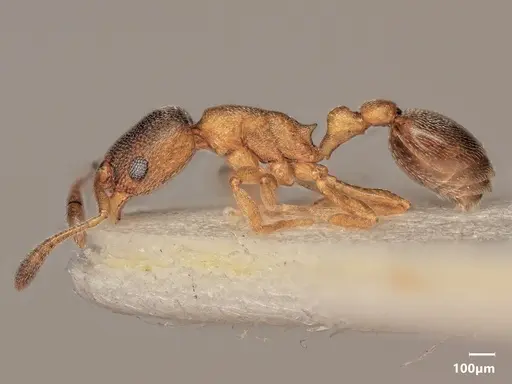 Cardiocondyla tjibodana specimen ANTWEB1048544 image antweb1048544_3
