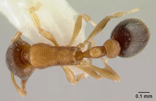 Cardiocondyla tjibodana specimen CASENT0178362 image casent0178362_1