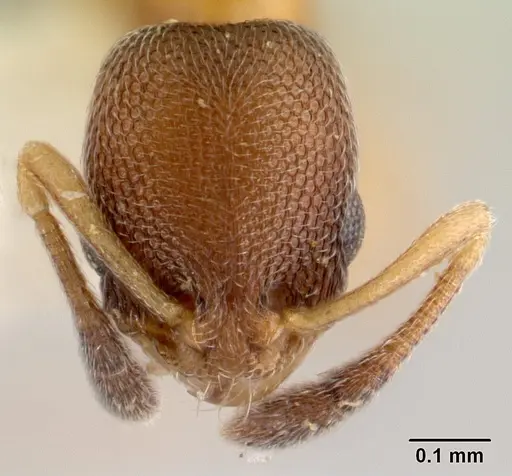 Cardiocondyla tjibodana specimen CASENT0178362 image casent0178362_2