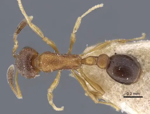 Cardiocondyla tjibodana specimen CASENT0916972 image casent0916972_1