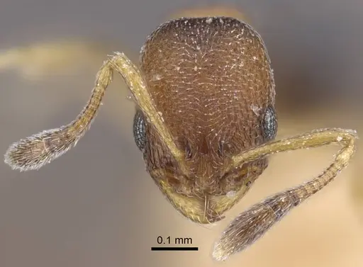 Cardiocondyla tjibodana specimen CASENT0916972 image casent0916972_2