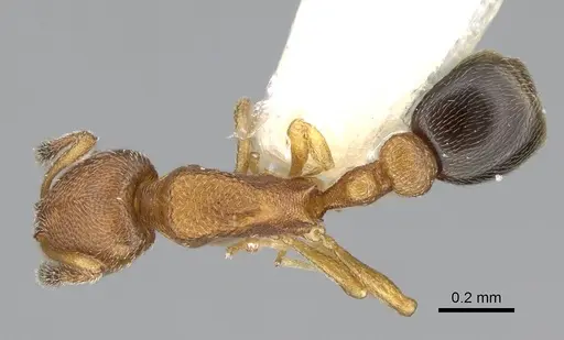 Cardiocondyla tjibodana specimen CASENT0919945 image casent0919945_1