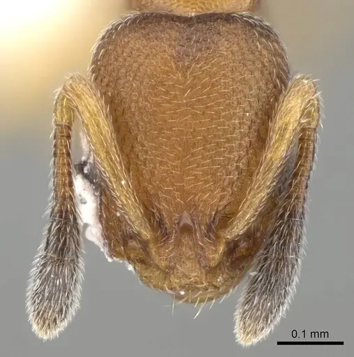 Cardiocondyla tjibodana specimen CASENT0919945 image casent0919945_2