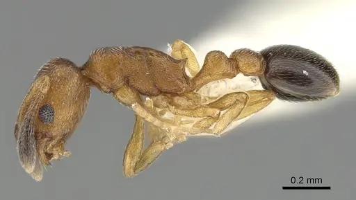 Cardiocondyla tjibodana specimen CASENT0919945 image casent0919945_3