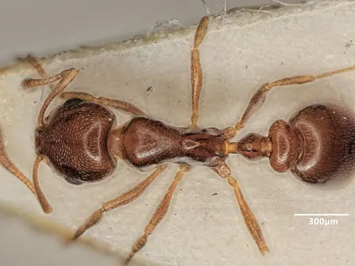 Cardiocondyla ulianini specimen ANTWEB1048545 image antweb1048545_1