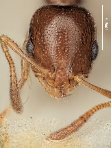 Cardiocondyla ulianini specimen ANTWEB1048545 image antweb1048545_2