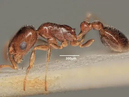 Cardiocondyla ulianini specimen ANTWEB1048545 image antweb1048545_4