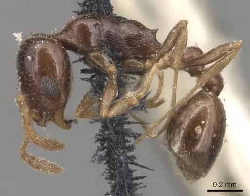 Cardiocondyla ulianini specimen CASENT0904461 image casent0904461_3