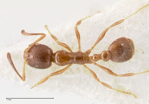 Cardiocondyla unicalis specimen FOCOL0737 image focol0737_1