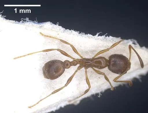 Cardiocondyla unicalis specimen FOCOL0737 image focol0737_2