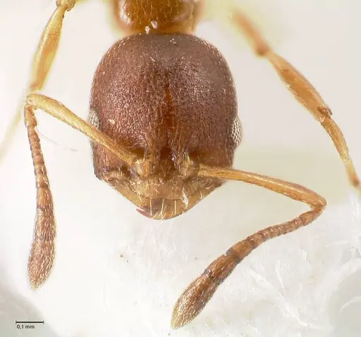 Cardiocondyla unicalis specimen FOCOL0737 image focol0737_3