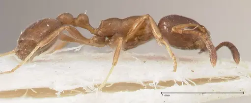 Cardiocondyla unicalis specimen FOCOL0737 image focol0737_6