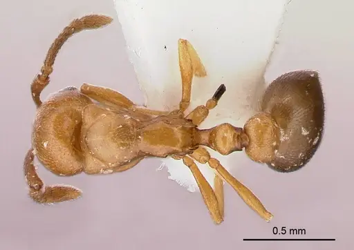 Cardiocondyla venustula specimen ANTWEB1008125 image antweb1008125_1