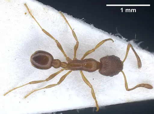 Cardiocondyla venustula specimen ANTWEB1041254 image antweb1041254_1