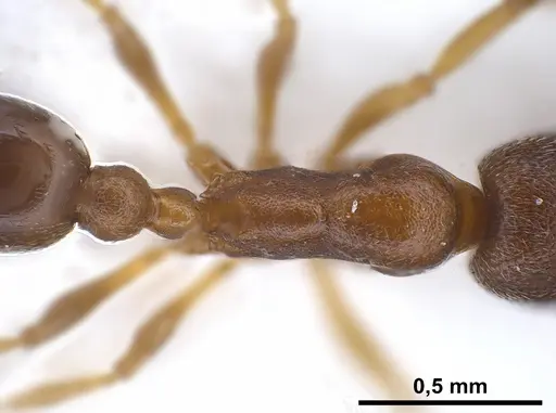 Cardiocondyla venustula specimen ANTWEB1041254 image antweb1041254_2